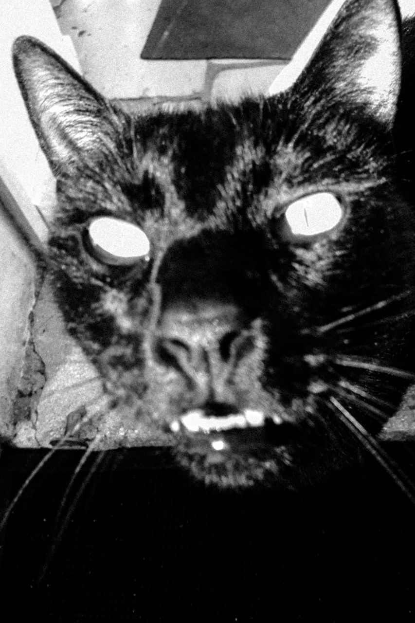 CLOSE-UP PORTRAIT OF CAT ON FLOOR