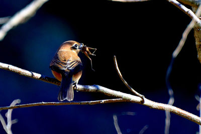 Close-up of bird perching on branch