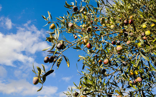 Low angle view of tree against sky