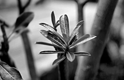 Close-up of flowering plant