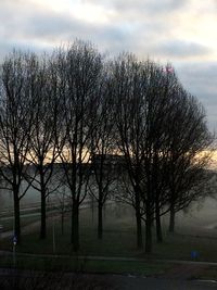 Trees against sky during sunset