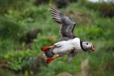 Close-up of bird flying against blurred background