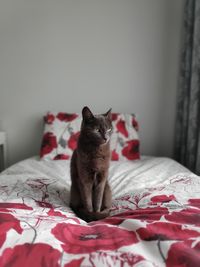 Cat sitting on bed at home