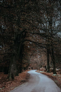 Empty road amidst trees in forest