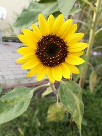 Close-up of yellow sunflower