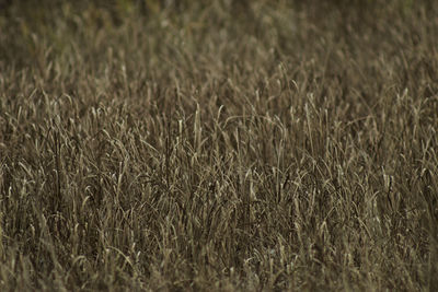 Full frame shot of stalks in field