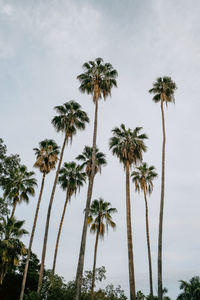 Low angle view of coconut palm trees against sky