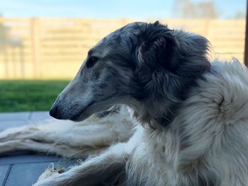 Close-up of dog looking away