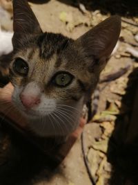 Close-up portrait of a cat