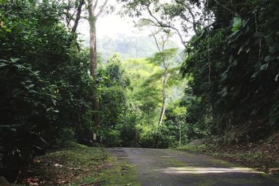 Road amidst trees in forest