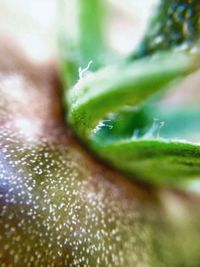 Close-up of fresh green plant