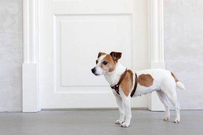 Pretty dog standing near door