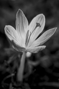 Close-up of white flowering plant