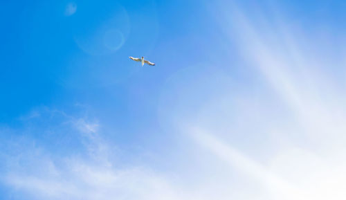 Low angle view of birds flying against blue sky