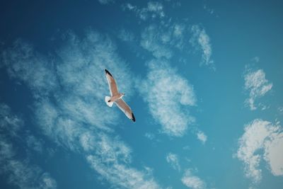 Low angle view of seagull flying against sky