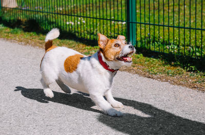 A small jack russell terrier dog walking with his owner in a city alley. outdoor pets