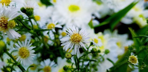 Close-up of white daisy flower