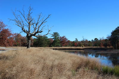 Trees at lakeshore in forest against clear blue sky