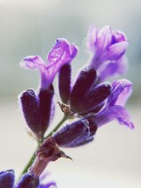 Close-up of flower against blurred background