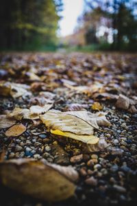 Surface level of dry leaves on street