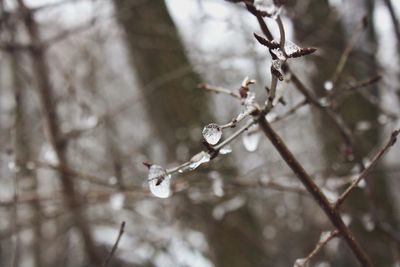 Ice on plant stem