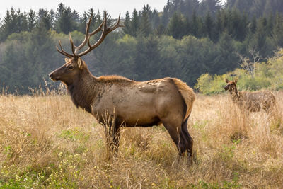 Side view of an elk standing on field in yosemite national park