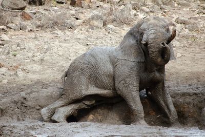 African elephant in mud at kruger national park