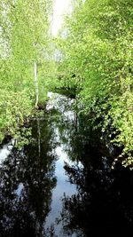 Reflection of trees in water