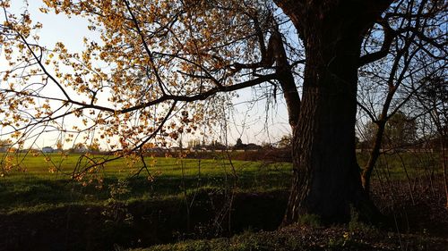 Trees on landscape against sky