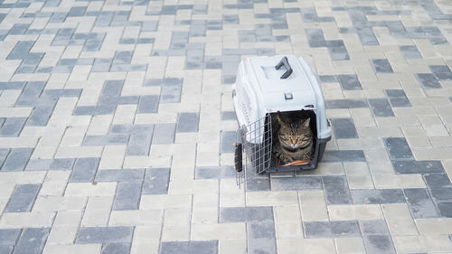 Cat in a plastic box for outdoor travel.