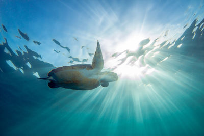 Close-up of fish swimming in sea