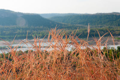 Close-up of plants growing on field against sky