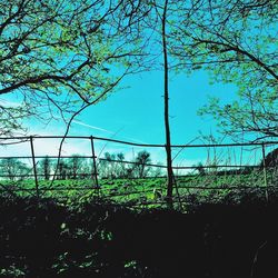 Trees on field against blue sky