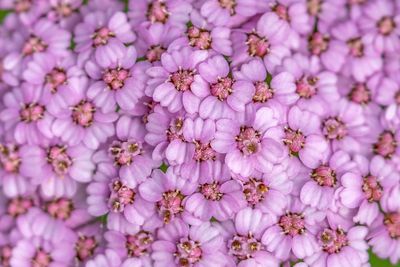 Full frame shot of purple flowering plants