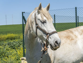 Horse standing on field