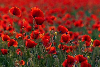 Close-up of red poppy flowers