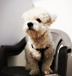 Close-up of dog at home