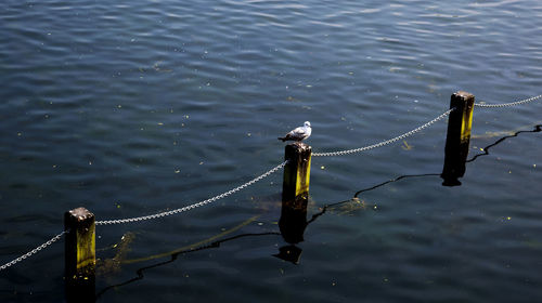 Bird perching on wooden post over river