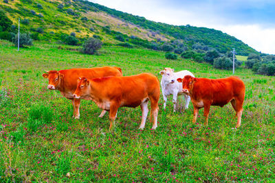 Cows standing in a field