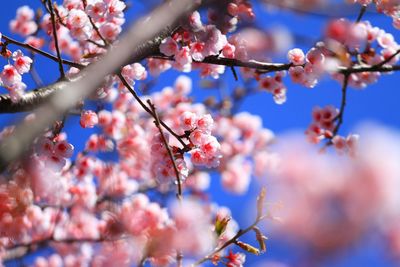 Close-up of cherry blossom tree