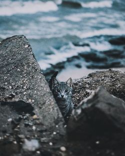 Portrait of cat sitting on rock by sea