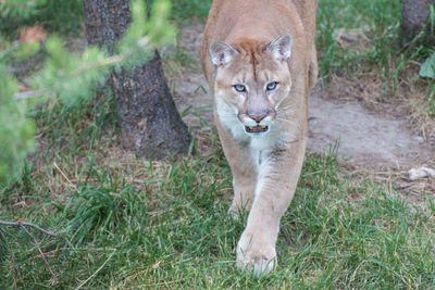 Close up puma exiting green forest facing camera