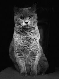 Close-up portrait of tabby cat against black background