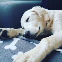 Close-up of dog sleeping on sofa at home