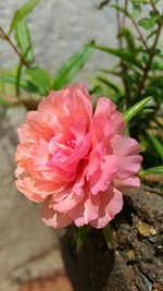 Close-up of pink flower blooming outdoors