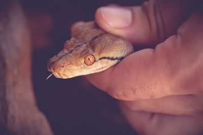 Close-up of hand holding snake