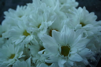 Close-up of white flowers blooming outdoors