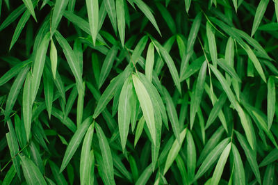 Full frame shot of crops growing on field