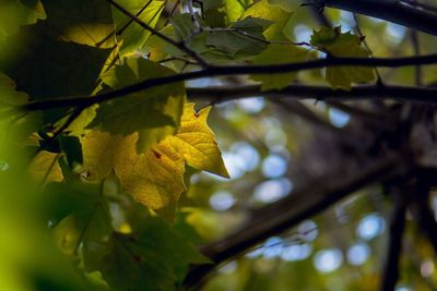 Low angle view of maple leaves on branch