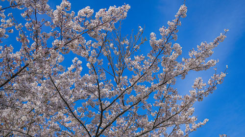 Low angle view of cherry blossom tree against blue sky